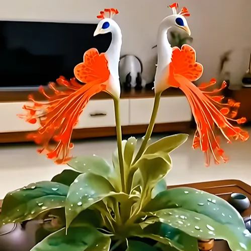 Imported Peacock Flower Seeds🌺🌿 + 100g Pot Mix Free