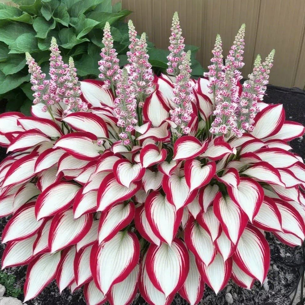 Multicolor Rare Hosta Flowers Seeds + Plant Growth Serum Free
