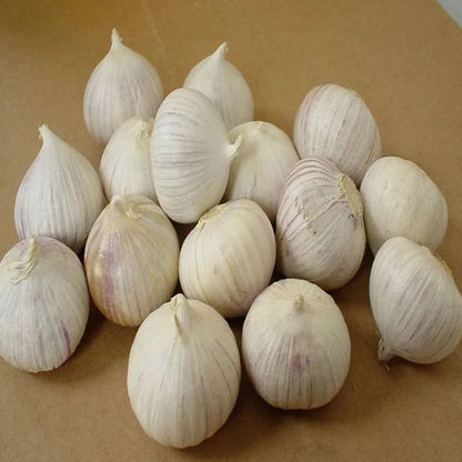 Single Clove Garlic Seeds🧄 + Free Plant Growth Serum🌱