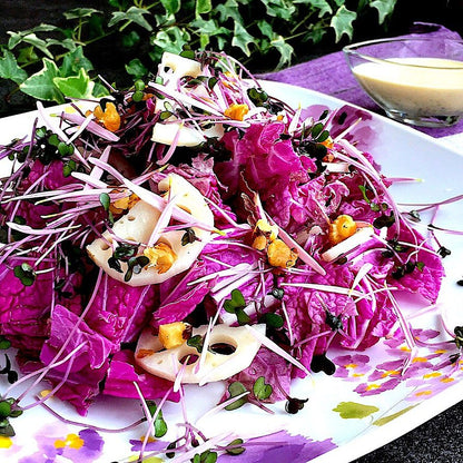 🥬Purple Napa Cabbage Seeds