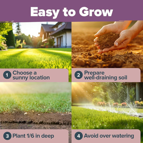 Imported English Lavender Seeds🪻