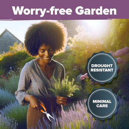 Imported English Lavender Seeds🪻