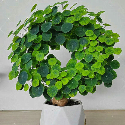 Stephania Erecta Bulbs (Buy 1 Get 1 Free)