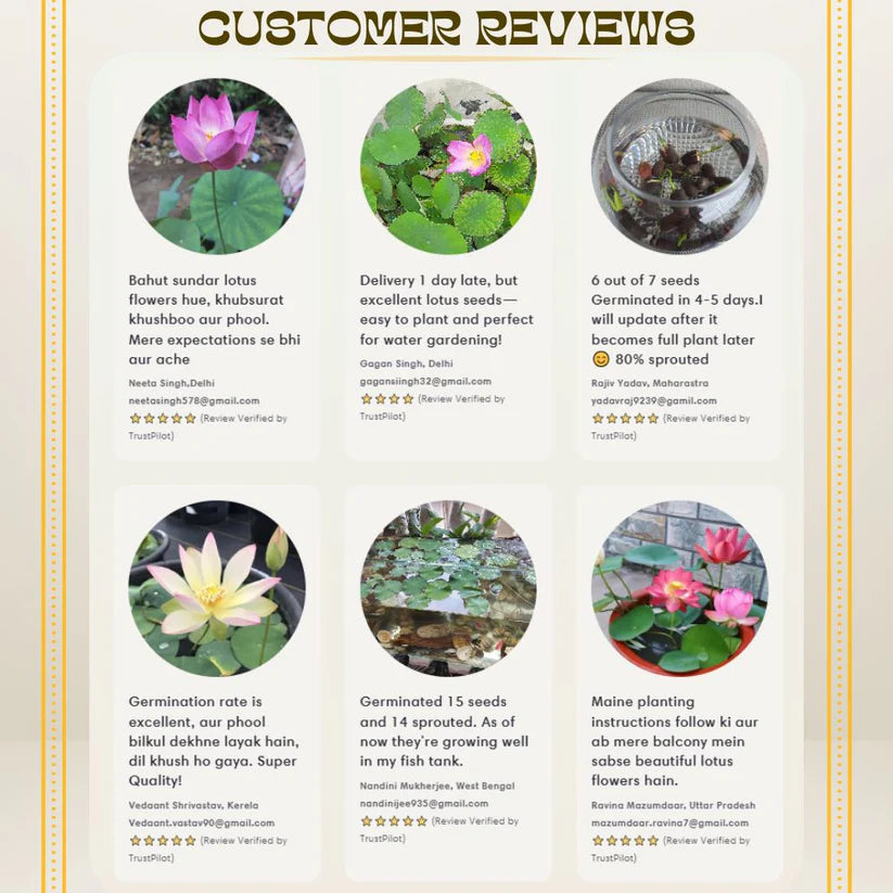 Japanese Lotus Flower Seeds (Grows within 21 Days)