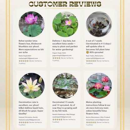 Japanese Lotus Flower Seeds (Grows within 21 Days)