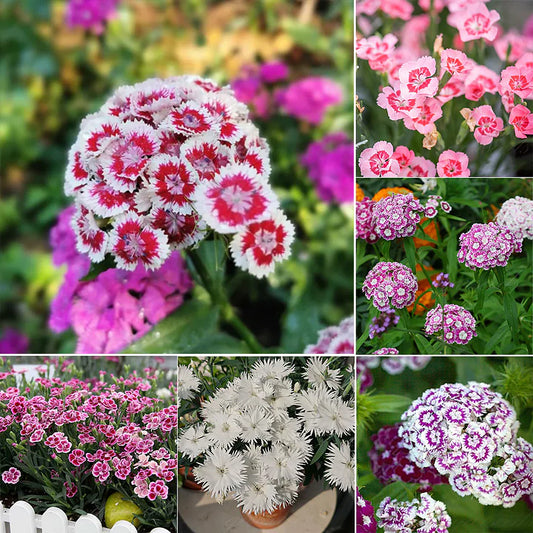 Dianthus Barbatus Seeds + Free Pot Mixture