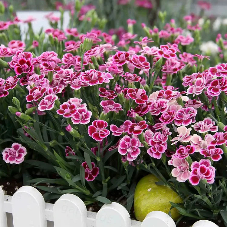 Dianthus Barbatus Seeds + Free Pot Mixture
