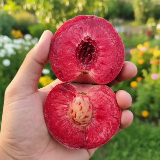 Imported Peach Seeds🍑